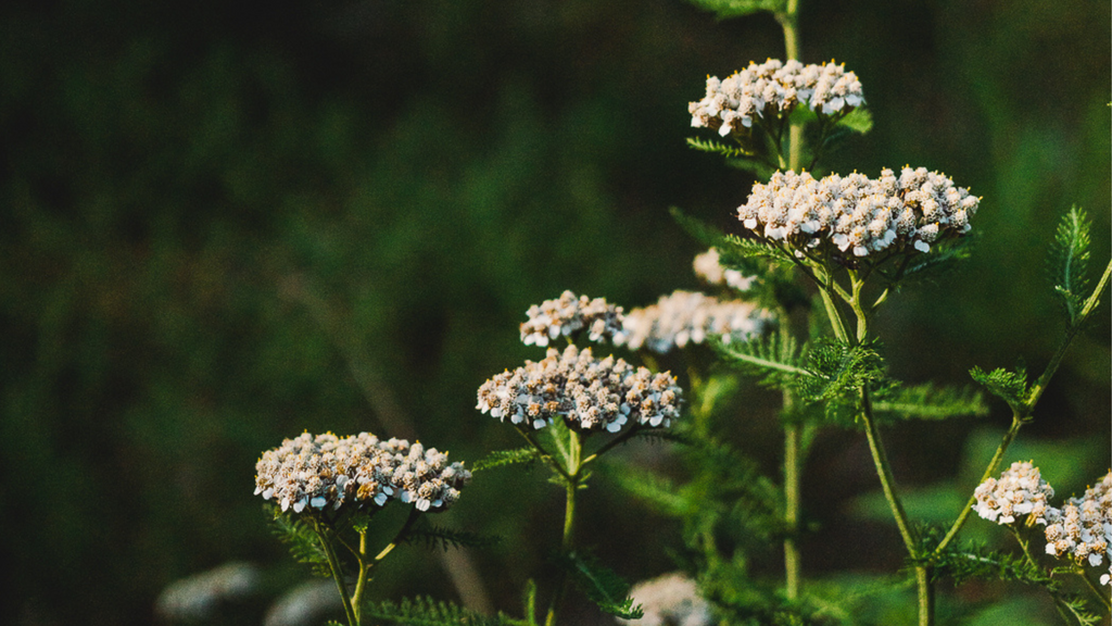 The Environmental Impact of Menstrual Products and Alternatives Moon